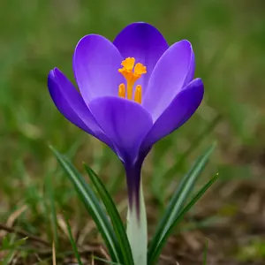 Crocus Flower Record Bulbs for Planting - Perennial Garden Flowers