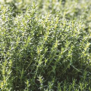 Heirloom Thyme Seeds - Organic and Regenerative Gardening Seeds