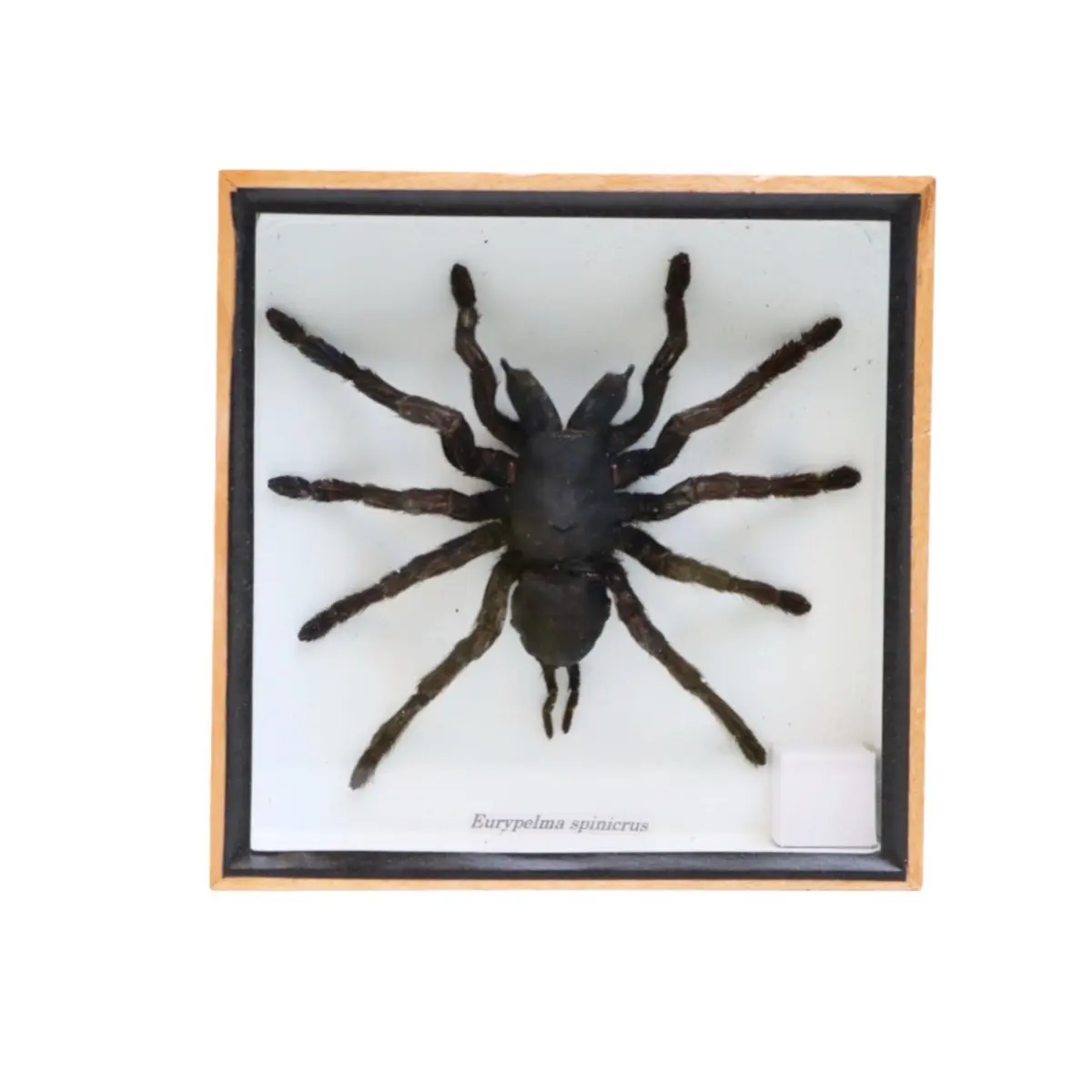 Avangtar Insects Real Preserved Tarantula Spider in Wooden Shadow Box Frame – 6 × 6 Inch Oddity Wall Décor
