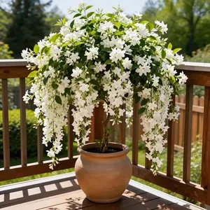 Premium Non-GMO Climbing Jasmine Seeds - Fragrant Star Jasmine for Privacy Fences & Balconies, Evergreen Aromatic Flower Seeds for Home Garden Decor