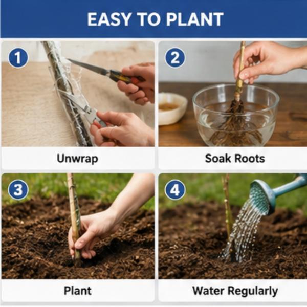 Blueberry Bare Root Plant - Strong Roots, Healthy Plant, Easy to Grow, Ideal for Home Gardening