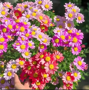Pest Killer: Pyrethrum Daisy Seeds 300pcs,Mixed Colors, Easy to Grow, Year-round PlantingPerennial Plants