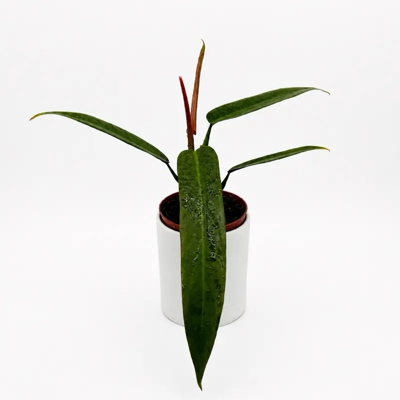 Philodendron Bicolor 4" Pot Rare Plant Collectors Plant with Unique Narrow Leaves & Copper Tone Underneath Perfect for Indoor Gardens