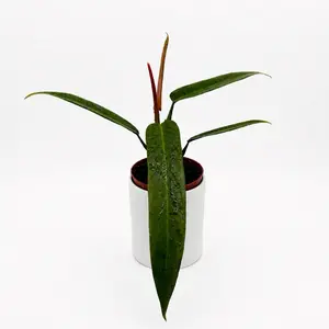 Philodendron Bicolor 4" Pot Rare Plant Collectors Plant with Unique Narrow Leaves & Copper Tone Underneath Perfect for Indoor Gardens