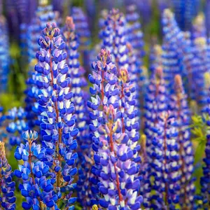 120Pcs Lupine Seeds – Create a Fairy-Tale Garden with These Colorful, Easy-to-Grow Blooms