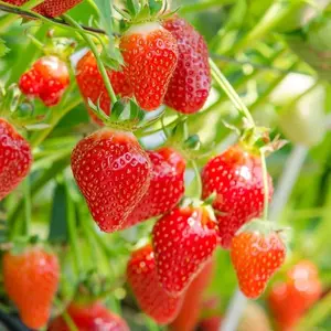 CZ GRAIN Honeoye Strawberry Bare Root Plants for Growing Extremely Hardy June-Bearing Spring Garden Huge Yields Easy to Grow