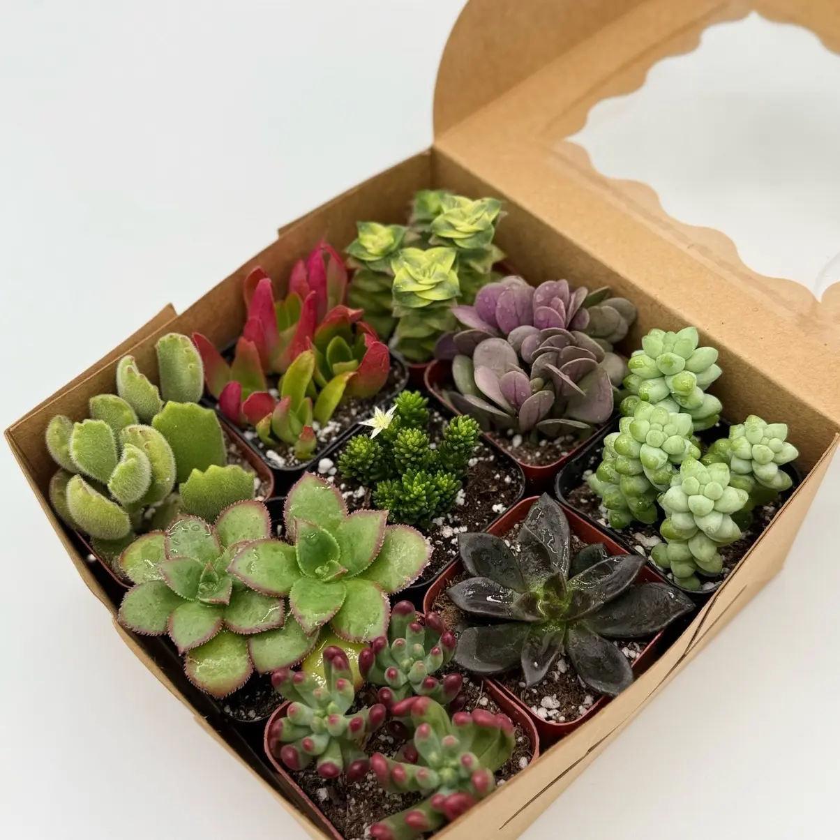 Colorful 9-Piece Succulent Gift Set in Variety Box for Home and Office Decor Colorful 9-Piece Succulent Gift Set in Variety Box for Home and Office Decor