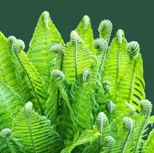 Ostrich Fern