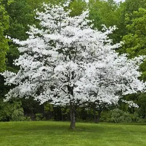 White Flowering Dogwood Tree - 10-18" Tall Seedling - Quart Pot - Cornus Florida