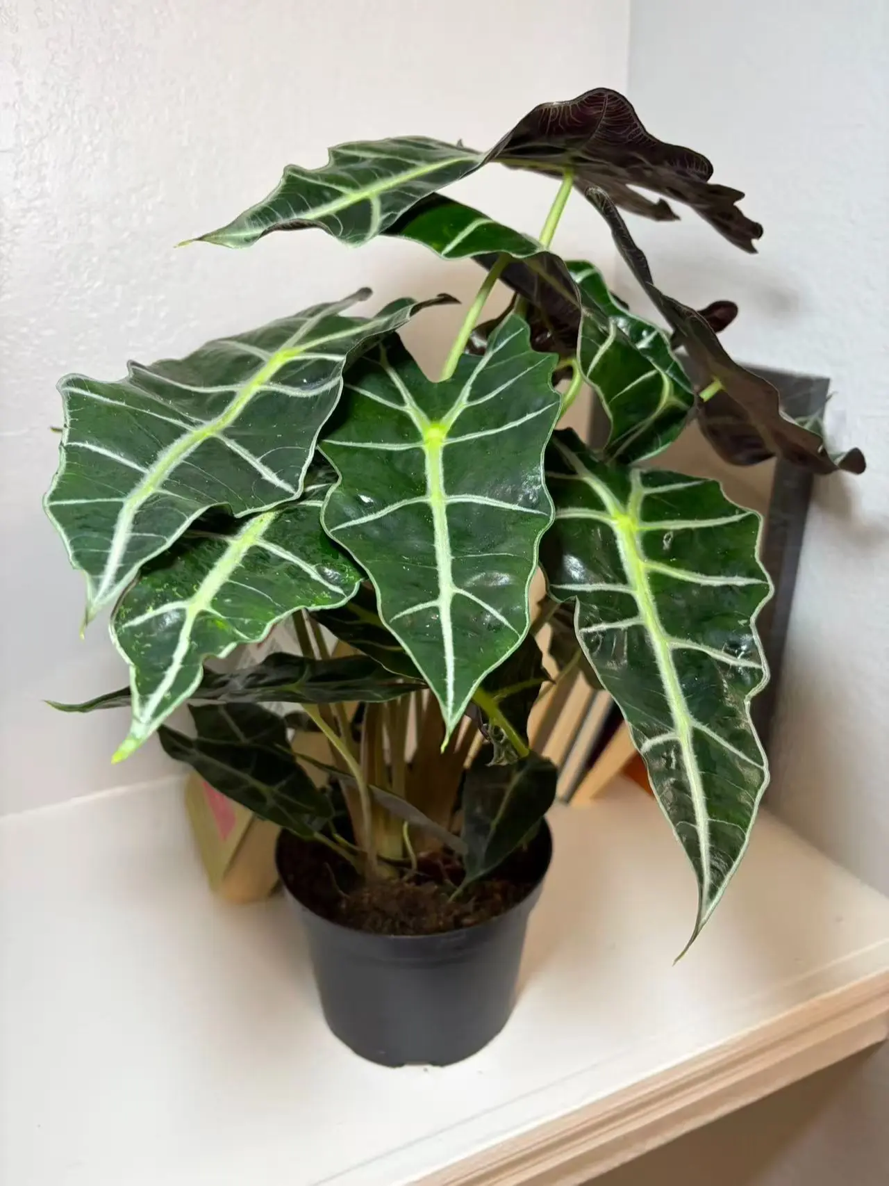 RZ-42Alocasia Polly African  Mask Plant Live Indoor Houseplant, 6 Inch Pot, Tropical Foliage Plant for Home Office Decor, Easy Care Green Plant