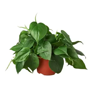 212 MAIN Philodendron Cordatum Heartleaf House Plant, 6-Pack in 6 in. Pots