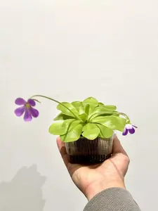 Carnivorous Pinguicula Butterwort - Easy to grow