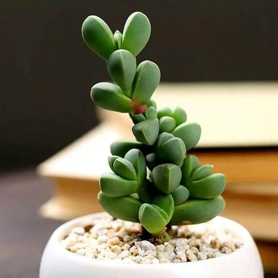 2" Live Succulent Corpuscularia Lehmannii – Rare Ice Plant With Angular Leaves – Easy-Care, Drought-Tolerant, Fully Rooted In 2" Pot