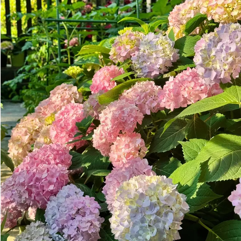 1 Pack (30 Seeds) Multicolor Hydrangea Seeds - Blue, Pink, Purple, White Hardy Perennial Flowers for Outdoor Garden Beds, Indoor Pots, Home Improvement Garden Supplies, Large Blooms in Partial Shade