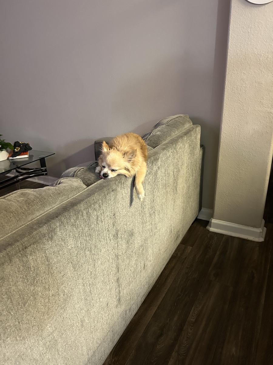 Item: 90 Chews, Salmon