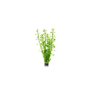 Bacopa Monnieri