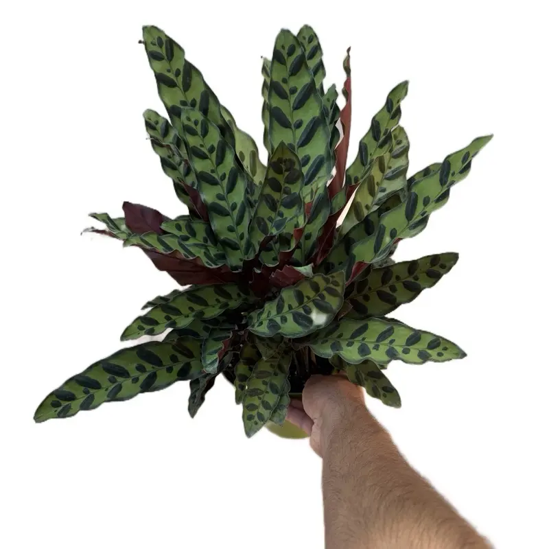 Rattlesnake Plant - Calathea Lancifolia - 6 Inch