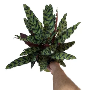 Rattlesnake Plant - Calathea Lancifolia - 6 Inch