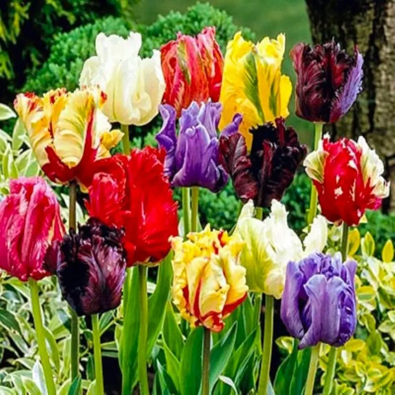 50 Mixed Color Tulip Seeds Fragrant Flower Plant (much less money than bulbs) - FRESH SEEDS - Limited Supply - Order Soon - Thank You