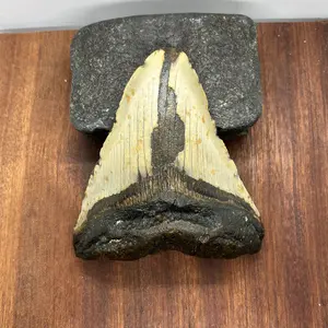 Ancient Megalodon Tooth | Real Fossil