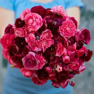 (10) Dark Cherry Mix Ranunculus Corms Bulbs Plants Tubers Spring Garden Flowers