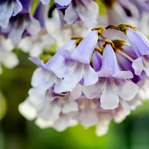 Common Lilac Tree Seeds (Syringa vulgaris