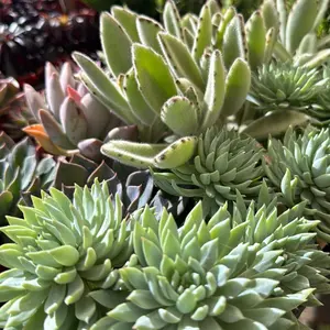 Succulent Variety Plant Choose your plant