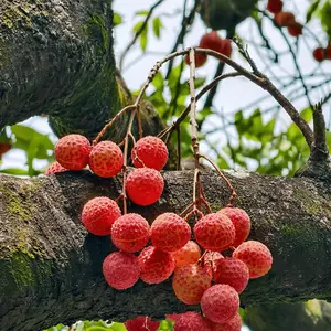 Living Lychee Sapling - 1 bare-rooted, perennial plant for home gardens or gardens