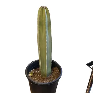 Fence Post Cactus Pachycereus Marginata Large 18’’ tall