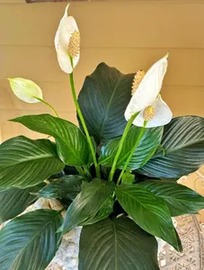 Peace Lily Plant Indoor Live, Well Rooted Peace Lily House Plant, White Flower, Plant Peace Lily Houseplant (Regular)