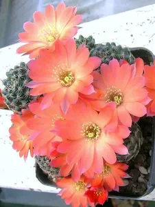 15 cactus seeds Lobivia haagei rare rebutia cactus plant flowering succulent cacti seed