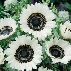 Green River 25 Snow White Sunflower Seeds - Perennial Flower Seed Pack, Elegant White Blooms for Cut Flowers, Easy Outdoor Planting, Pollenless, Premium Seeds for Full Sun, Cottage Garden