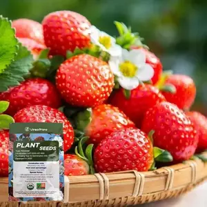 200+High-quality red strawberry seeds - high-yield perennial fruit seeds. Suitable for home gardening and pot planting. Easy to grow sweet strawberries. Annual