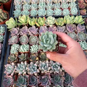120 Mini Succulents for Weddings or Events- Perfect for a special occasion