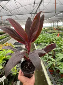 Cordyline 'Calypso Queen'