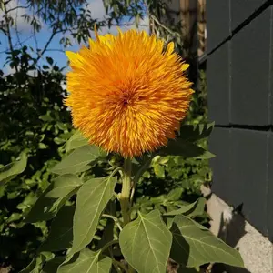 Teddy Bear Sunflower Seeds – 50+ Giant, Fluffy Blooms, Heirloom Quality, Grows Up to 7’ Tall in Full Sun – USA Grown for Your Garden