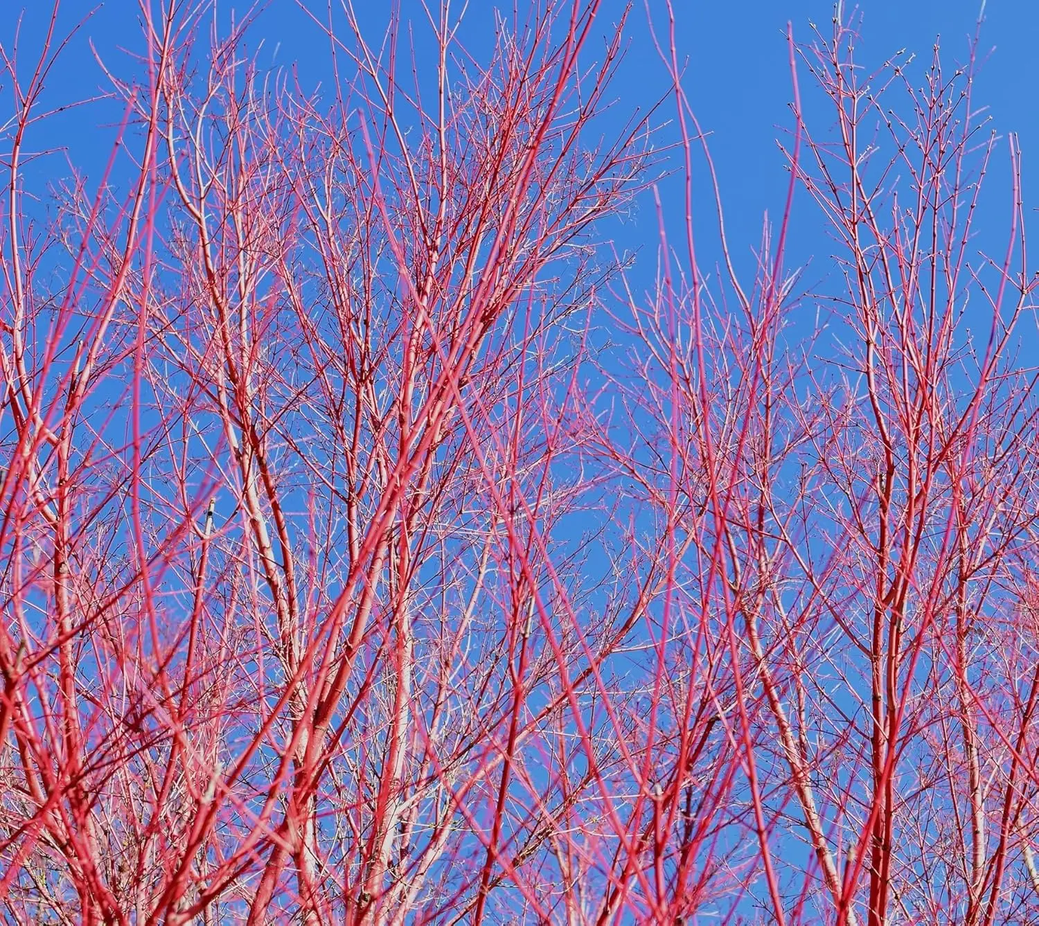 Red Dogwood Cuttings to Grow - Vibrant Red Bark Makes Great Display for Landscape or Garden or use as Privacy Hedge (20 Cuttings)