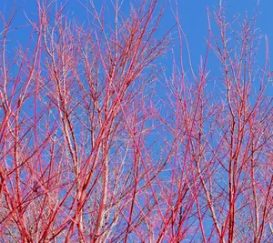 Red Dogwood Cuttings to Grow - Vibrant Red Bark Makes Great Display for Landscape or Garden or use as Privacy Hedge (20 Cuttings)