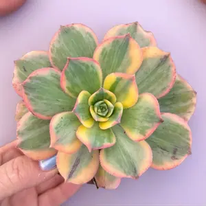 Aeonium Sunburst Succulent Plant in Nursery Pot Greenhouse Grown Vibrant Colors Perfect for Indoor Gardening