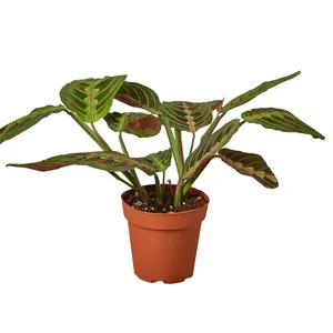 Red Prayer Plant Live Indoor Plant (Maranta leuconeura erythroneura), Easy Care Herringbone Houseplant for Home Decoraranta Red Prayer