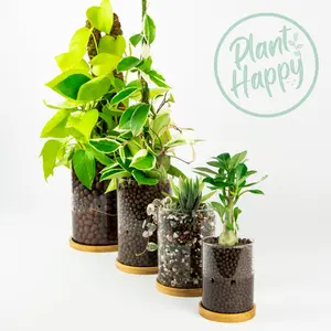 Plant Happy FULL SET Hydro-Friendly Glass Planter with Side Drainage Self-Watering LECA & PON Planter in Borosilicate Glass with Wooden Base for Orchids and Succulents