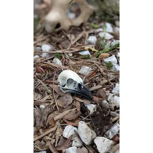 Detailed Raven Skull replica. 1:1 scale.