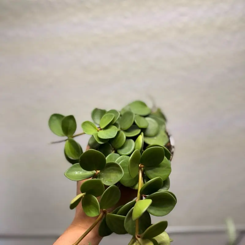 Peperomia Hope
