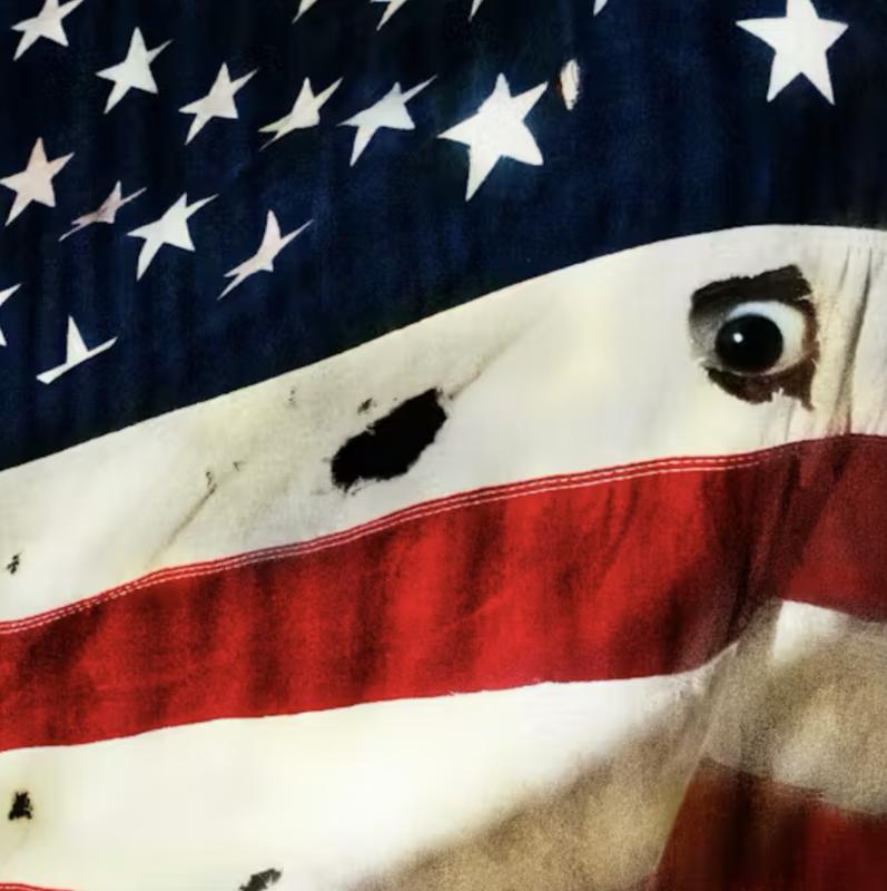 LP Don't Be Dumb Vinyl BILT