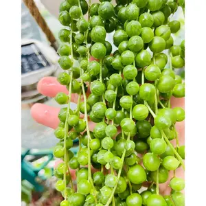 2"Live Succulent Senecio rowleyanus String of Pearla