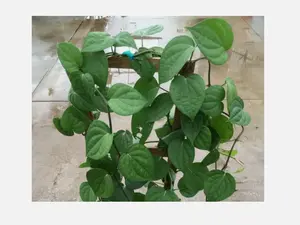 ~~BLACK PEPPER~~Piper nigrum~~Live STARTER Plant~~USA Seller~