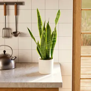 Variegated Sansevieria Laurentii Snake Plant - Indoor Houseplant for Home Decor