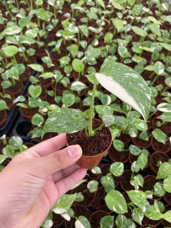 Monstera Thai Constellation : Indoor Plants - Easy Care Houseplant - Starter Plant ,Live Indoor, Easy to Grow - Beginner Plant