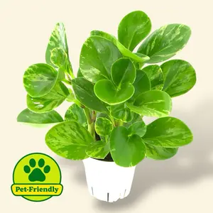 Peperomia Marble 4” - Pet Safe Easy Care House Plant