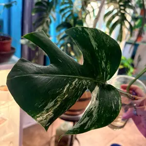 Monstera Albo- Rooted cutting #882